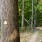 a tree with a sign on it